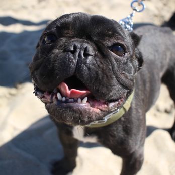 Good Boy Training - Pet Training Near Me Good Boy Training - Pet Training Near Me