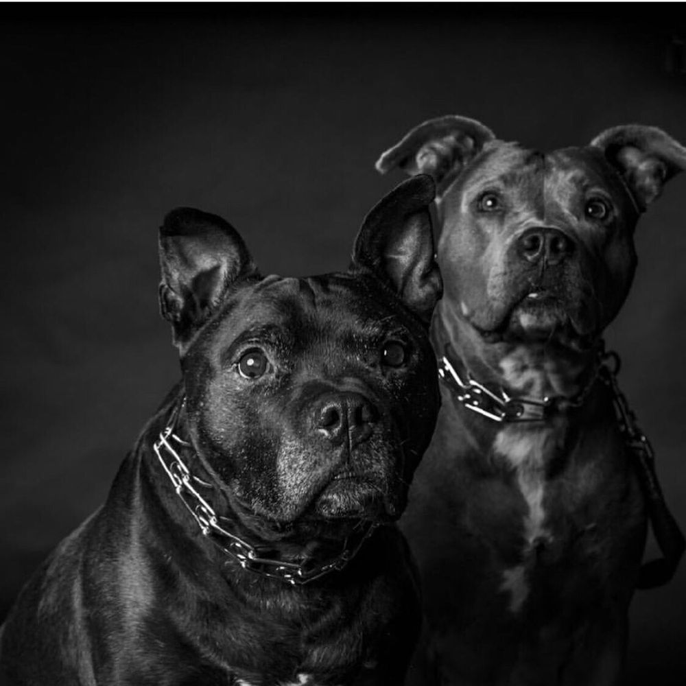 Portraits On Parkview - Pet Photography Near Me Portraits On Parkview - Pet Photography Near Me