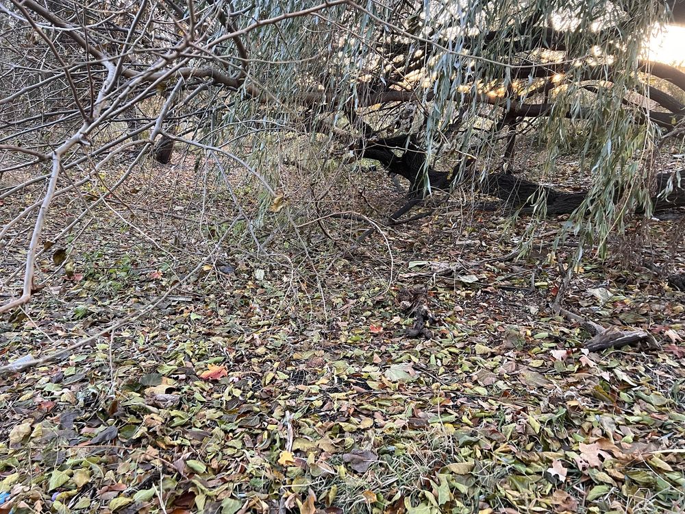 Clean Up - Give Back .Org - social services organization in Des Plaines, IL