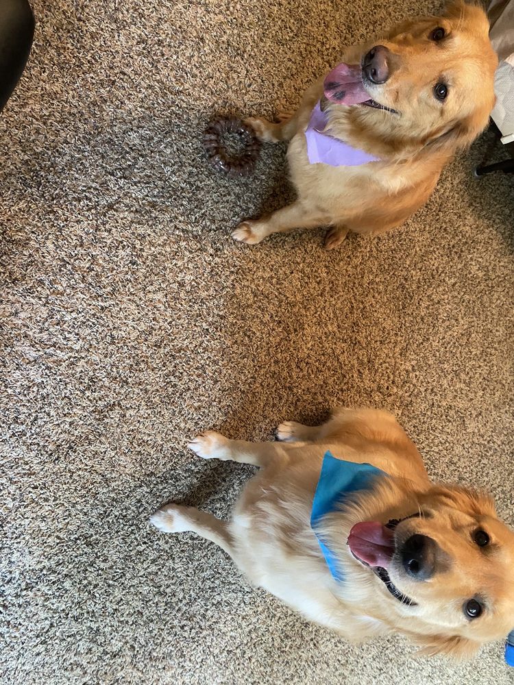 TANYA’S MOBILE GROOMING HOUSTON 22 Photos & 19 Reviews 11019