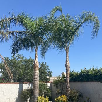 Rv Tree Service - After - Tree Services Near Me Rv Tree Service - After - Tree Services Near Me