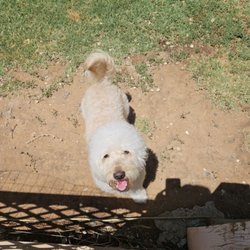 Burleson Kennels