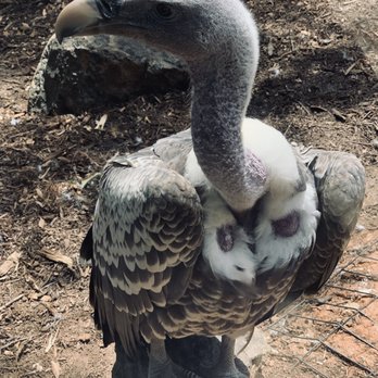 Greenville Zoo - Vulture - Zoos Near Me - Greenville, South Carolina