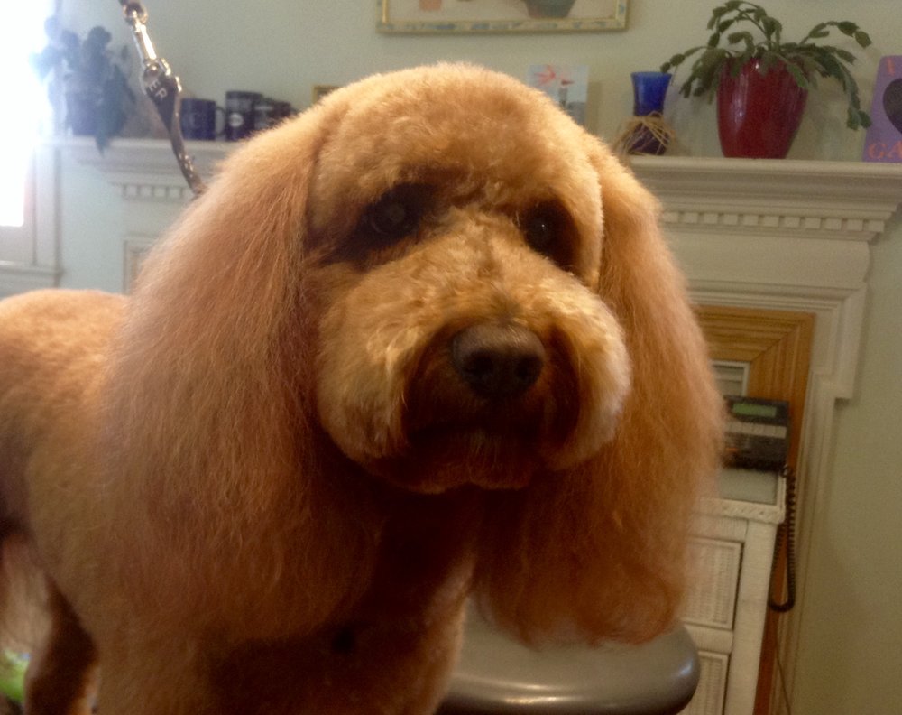 PAM’S PAW PRINTS Updated August 2024 27 Photos 2919 Guess Rd, Durham, North Carolina Pet