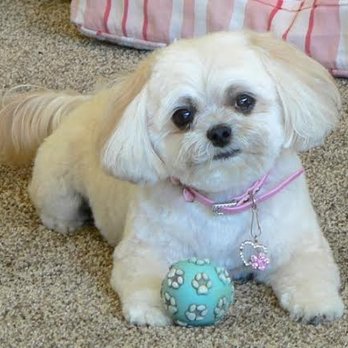 Personal Pet Care - Little Lily - Pet Sitting Near Me Personal Pet Care - Little Lily - Pet Sitting Near Me