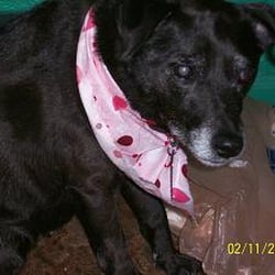 Gentle Groomer - very old girl.