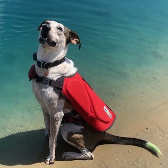 Ready, Set...Train! - Pet Training Near Me - Holland, Ohio Ready, Set...Train! - Pet Training Near Me - Holland, Ohio