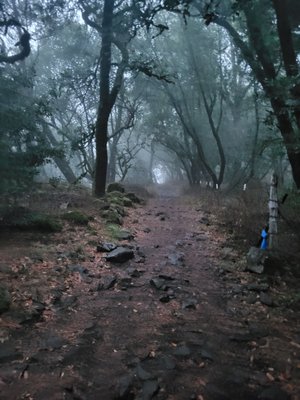 Taylor Mountain Regional Park by null
