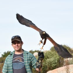 Sky Falconry - Hay Duke lifts off into flight,  Magnificent birds with extremely precise flight skills.