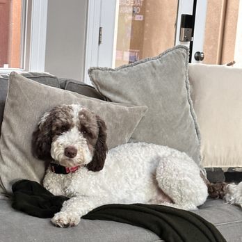 Puppy Paradise - Pet Boarding Near Me Puppy Paradise - Pet Boarding Near Me