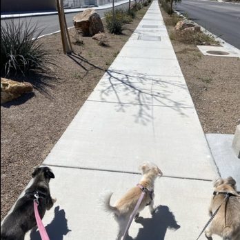 High 5 Pet Care - Little ones on their walk - Dog Walkers Near Me - Las Vegas, Nevada High 5 Pet Care - Little ones on their walk - Dog Walkers Near Me - Las Vegas, Nevada