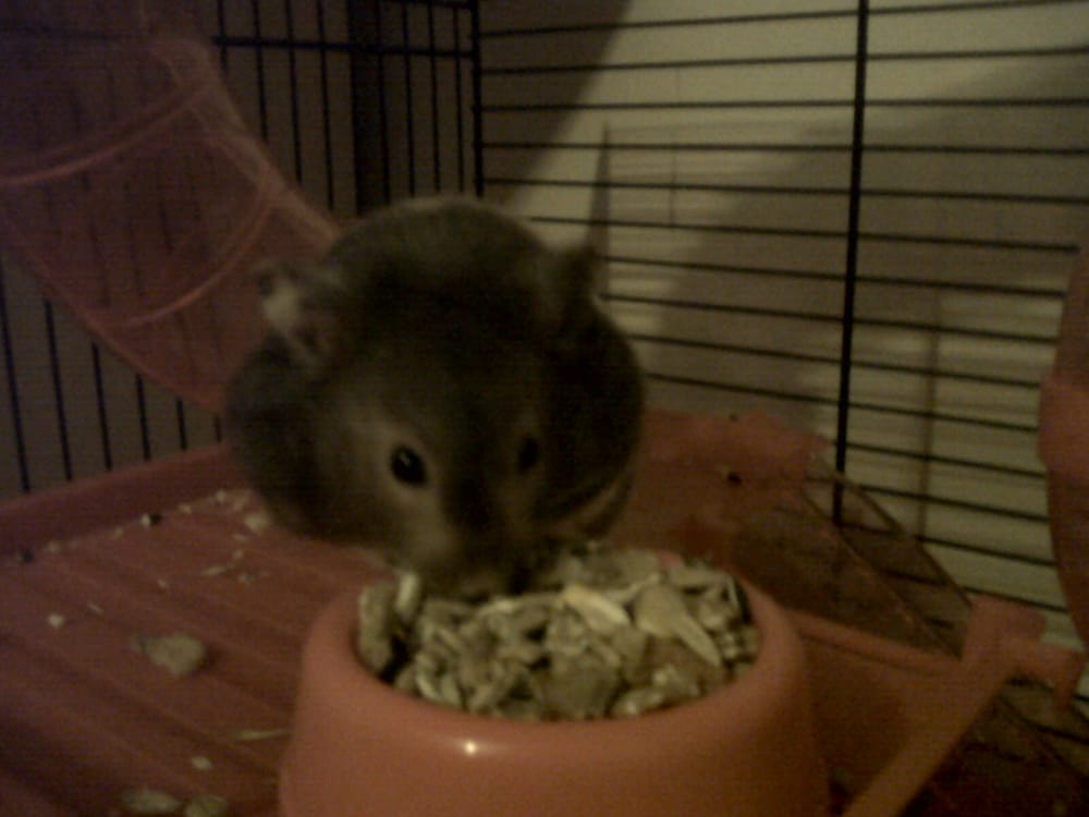 LITTLE BEASTIES North Lonsdale Terrace, Ulverston, Cumbria, United