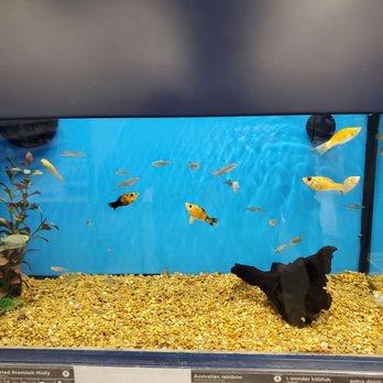 Petco - Pet Stores Near Me - Brea, California