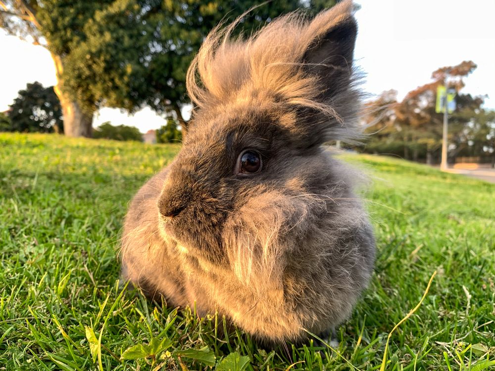 Binkies Inn - pet boarding facility in San Diego, CA