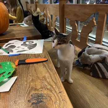 Seattle Meowtropolitan - Cats - Themed Cafes Near Me - Seattle, Washington Seattle Meowtropolitan - Cats - Themed Cafes Near Me - Seattle, Washington