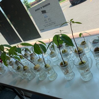 Komeya Cafe - Avocado seeds blooming - Japanese Near Me - Markham, Ontario