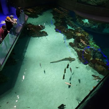 National Aquarium - Aquariums Near Me - Baltimore, Maryland National Aquarium - Aquariums Near Me - Baltimore, Maryland