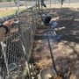 Photo of Loma Linda Dog Park