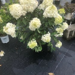 Gardener's Supply - Hydrangeas