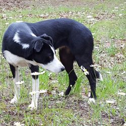 American Dog Obedience Center - Our training system offers dogs the gifts of off-leash freedom - freedom to explore, run, taste, and experience their environments fully.