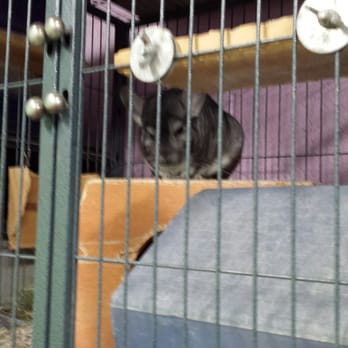 Bunny Bunch - Montclair - Handsome Chinchillas - Pet Groomers Near Me - Montclair, California Bunny Bunch - Montclair - Handsome Chinchillas - Pet Groomers Near Me - Montclair, California