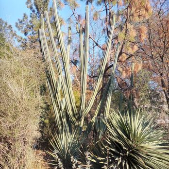 University Arboretum - Cacti - Botanical Gardens Near Me - Sacramento, California