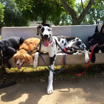 Pawsitive Walks - Hang out on a park bench and show how happy we are? OK! - Dog Walkers Near Me Pawsitive Walks - Hang out on a park bench and show how happy we are? OK! - Dog Walkers Near Me