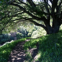 Beautiful oak; my favorite tree in the park Beautiful oak; my favorite tree in the park