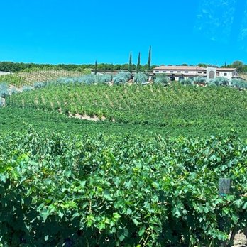 Grapeline Wine Tours - Headed up to Cougar Winery for lunch and tasting on a perfect day. - Wine Tours Near Me - Temecula, California