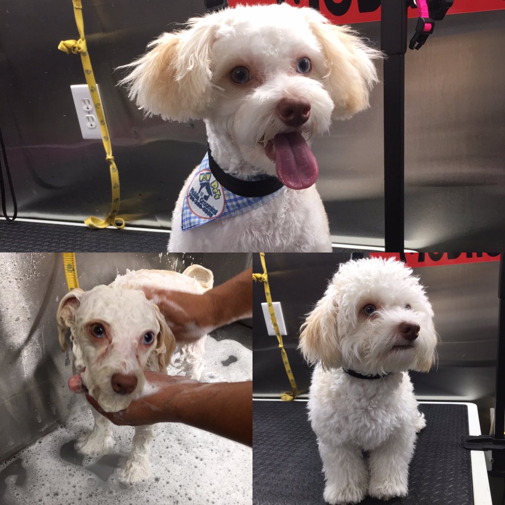 WOW PETS MOBILE GROOMING 196 Photos & 17 Reviews Fort Lauderdale, Florida Pet Groomers