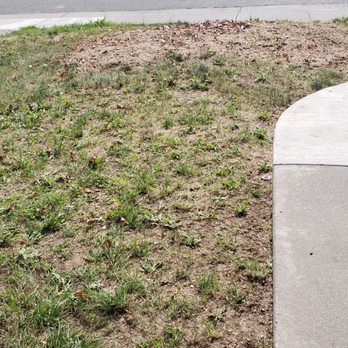 Care Tree Care - After - Tree Services Near Me Care Tree Care - After - Tree Services Near Me