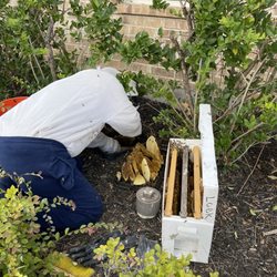Little Giant Beekeepers & Bee Removal Specialists - Worked hard to remove a huge bee hive from out property.