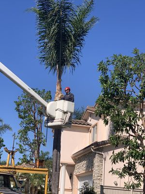 WHY WE ARE #1 & 5 STARS IN GREATER LA - REYNOSO TREE SERVICE is Family Owned and Operated.  We believe that trees play a very important role in not only our lives, but our planet's as well.  A creative relationship between client, landscaper, and landscape. With an eye for detail and a passion for hard work, we work together with our clients to ensure that every aspect of their desire for their outdoor space comes to life.

 

A premier Los Angeles Tree Service since 2017, we specialize in tree removal, tree trimming, as well as tree maintenance. Our expert team is like a family, each bringing their unique skills and 15 years experience into what they do.  Serving the greater Los Angeles area, from Pacific Palisades to Palos Verdes, and everything in between.  From residential to commercial spaces, we approach each project with love and care.  We are fully licensed, bonded and insured.