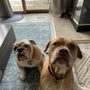 Photo of Great Brook Animal Care