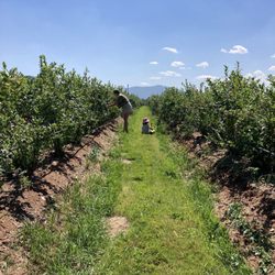 Shingle Mill Blueberry Farm - Blueberry patch!