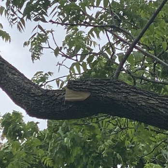 RC Tree Service & More - Ripped part of the tree - Tree Services Near Me