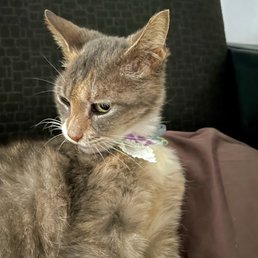 Will Petco Groom Cats: Expert Care or DIY Dilemma?
