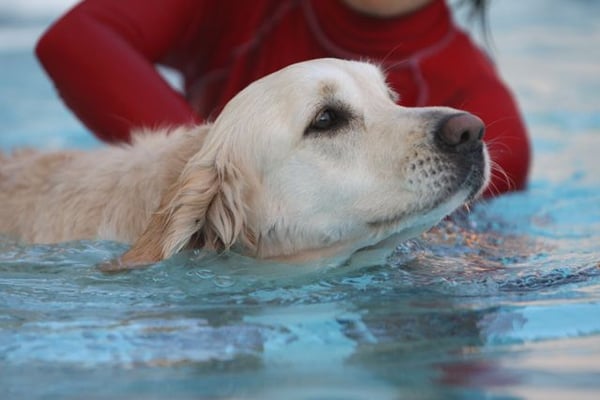 Canine To Five by null