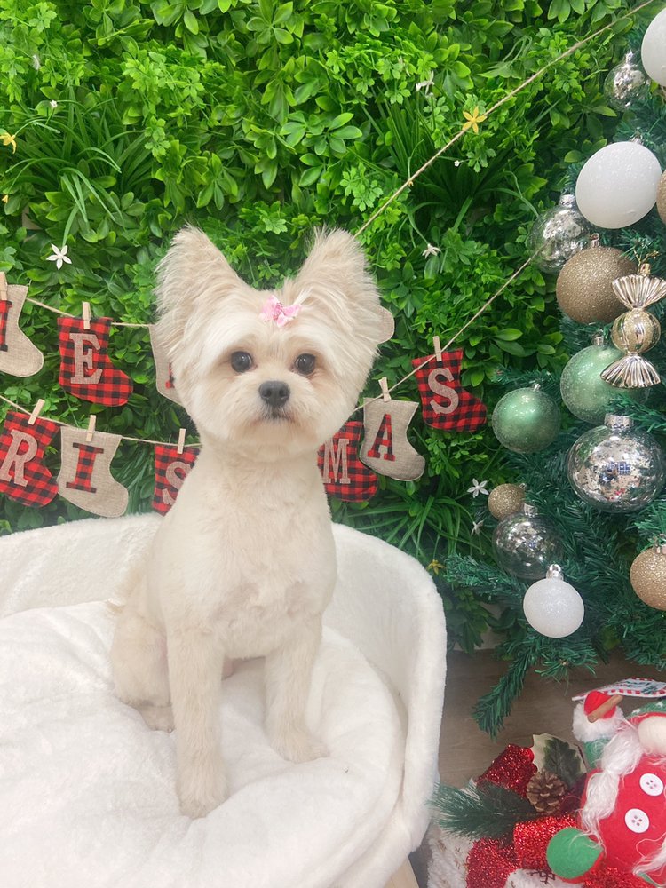 NONO PET GROOMING 110 Photos & 52 Reviews 68 Rio Rancho Rd, Pomona