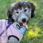 Photo of Hondo Dog Training