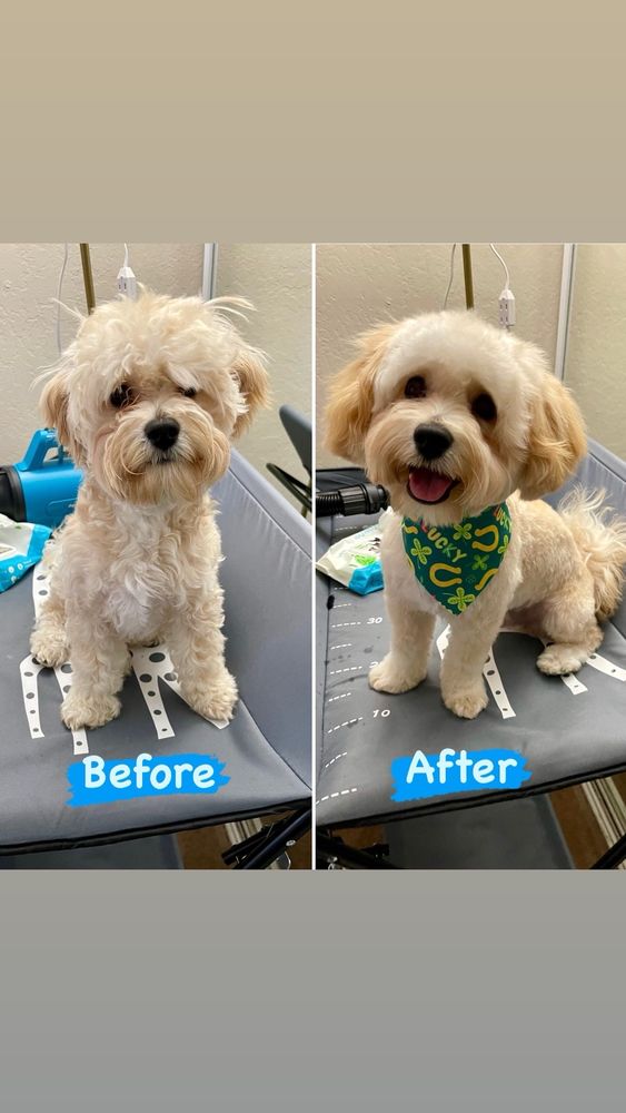 ZOOE DOG GROOMING Updated August 2024 33 Photos 2727 Edison St
