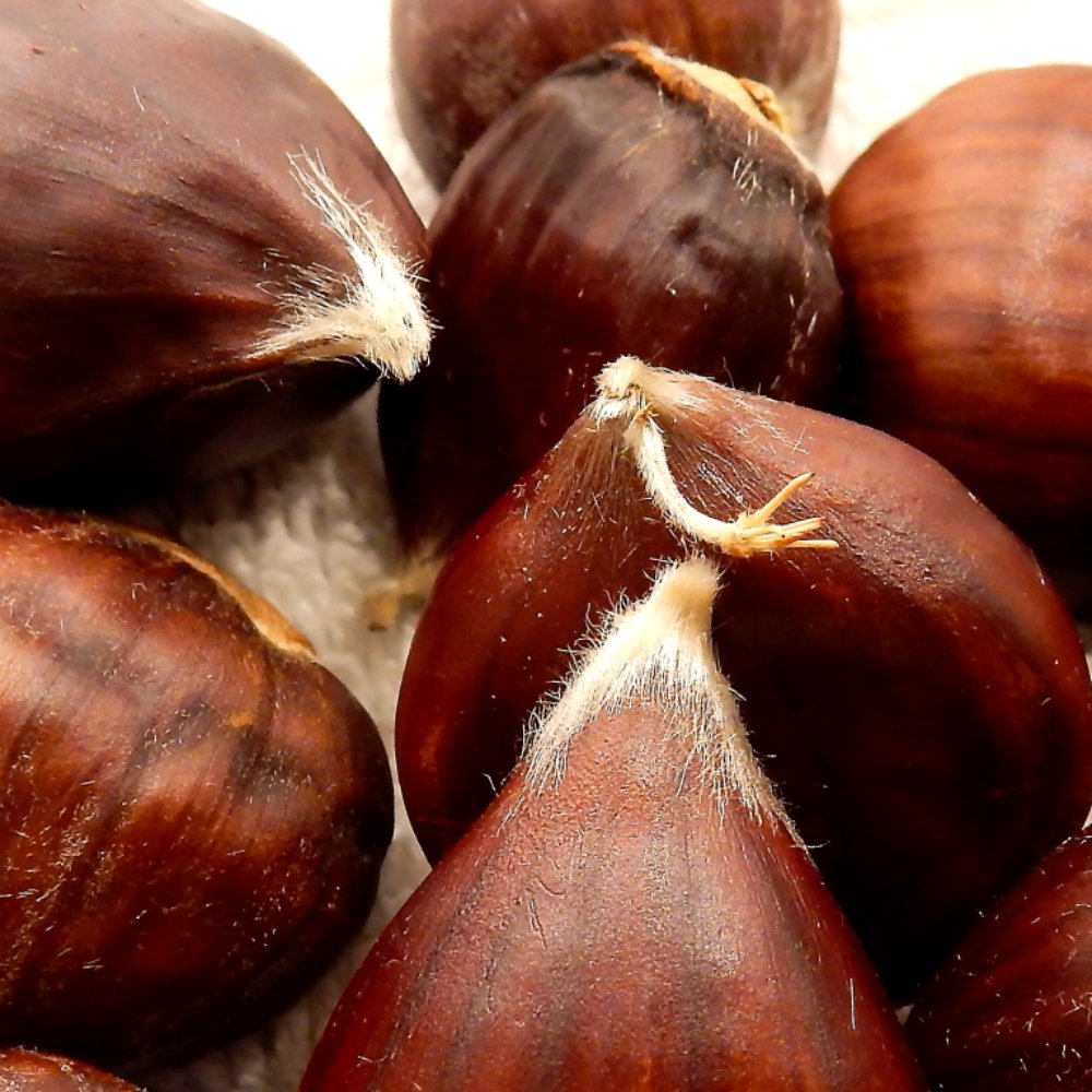 Skyline Chestnuts Orchard - Many slightly different, all delicious! - Pick Your Own Farms Near Me - La Honda, California Skyline Chestnuts Orchard - Many slightly different, all delicious! - Pick Your Own Farms Near Me - La Honda, California