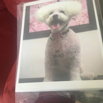 Lap of Love - Our dear Lila! - Veterinarians Near Me Lap of Love - Our dear Lila! - Veterinarians Near Me