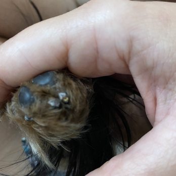 Groomingville - Mail was cut so short and he was bleeding. - Pet Groomers Near Me - Rockville, Maryland