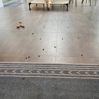 Dogfather Dog Institute - Maple practicing long duration stays with food as a distraction to help teach her impulse control. - Pet Training Near Me Dogfather Dog Institute - Maple practicing long duration stays with food as a distraction to help teach her impulse control. - Pet Training Near Me