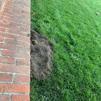 IRIS Landscaping - Gophers right where we paid Iris to install gopher wire - Landscape Architects or Designers Near Me