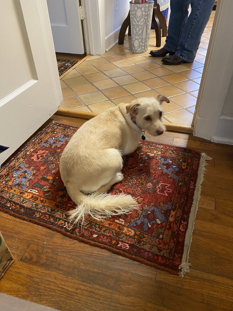 MASAGO PET GROOMING Updated June 2024 53 Photos 7720 Oconnor Dr