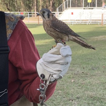 Hoggetowne Medieval Faire - Festivals Near Me - Gainesville, Florida Hoggetowne Medieval Faire - Festivals Near Me - Gainesville, Florida