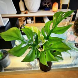 The Jungle Room Plant
