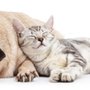 Photo of Crossroads Veterinary Hospital